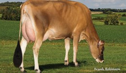 Non-Holstein dairy breeds offer plenty of choice